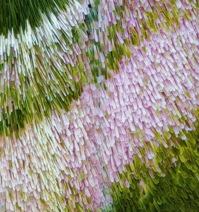 Nala Planted Journal