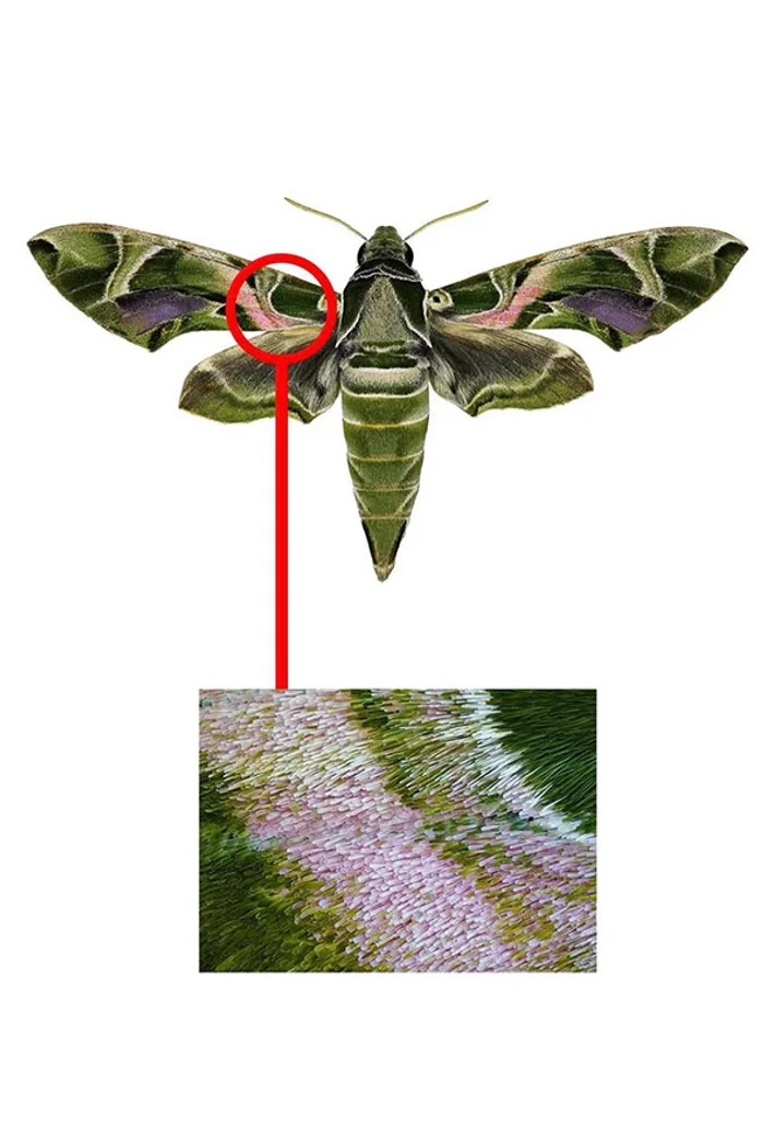 Nala Planted Journal