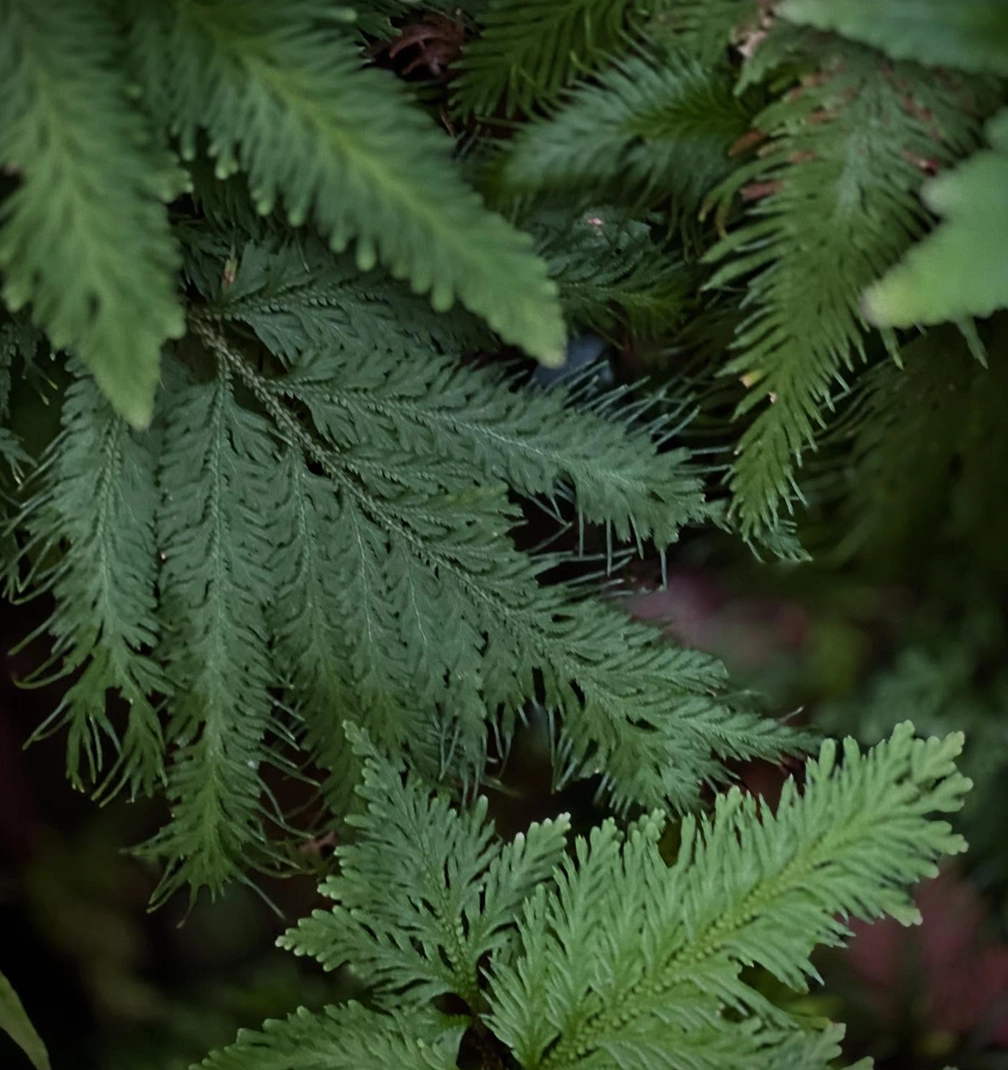 The skirt that thinks it is a painting.