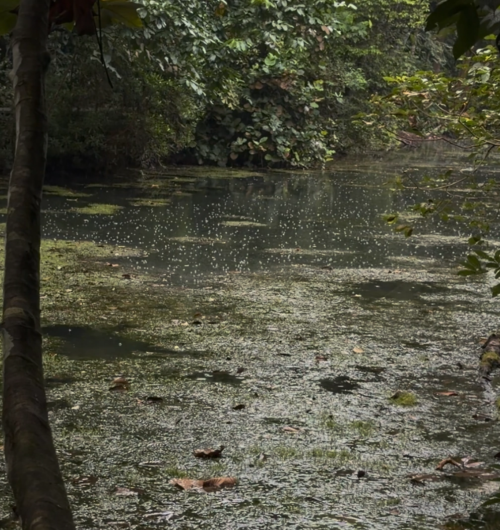 macritchie 3 The skirt that thinks it is a painting.